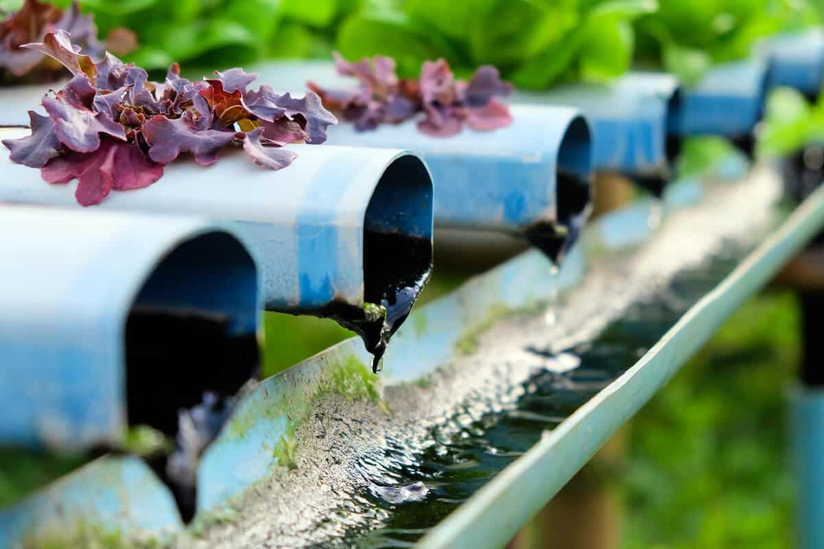 What Hydroponic System Works - Ebb and Flow