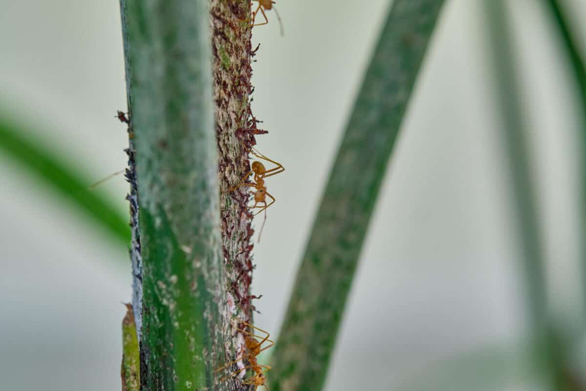 Will Ants Eat Sunflower Plants