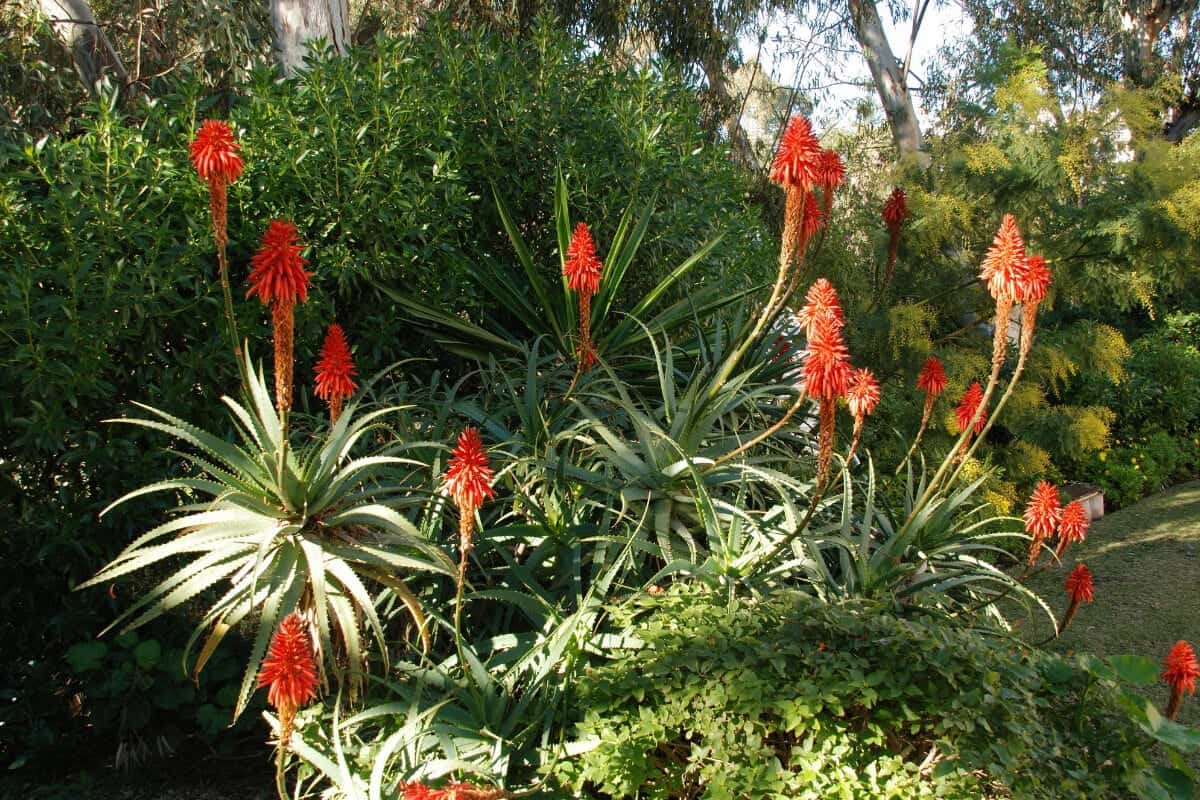 Aloe Candlestick