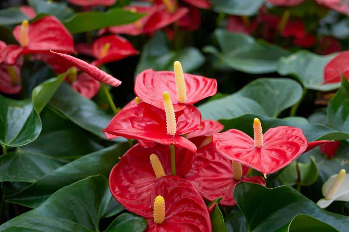 Anthurium