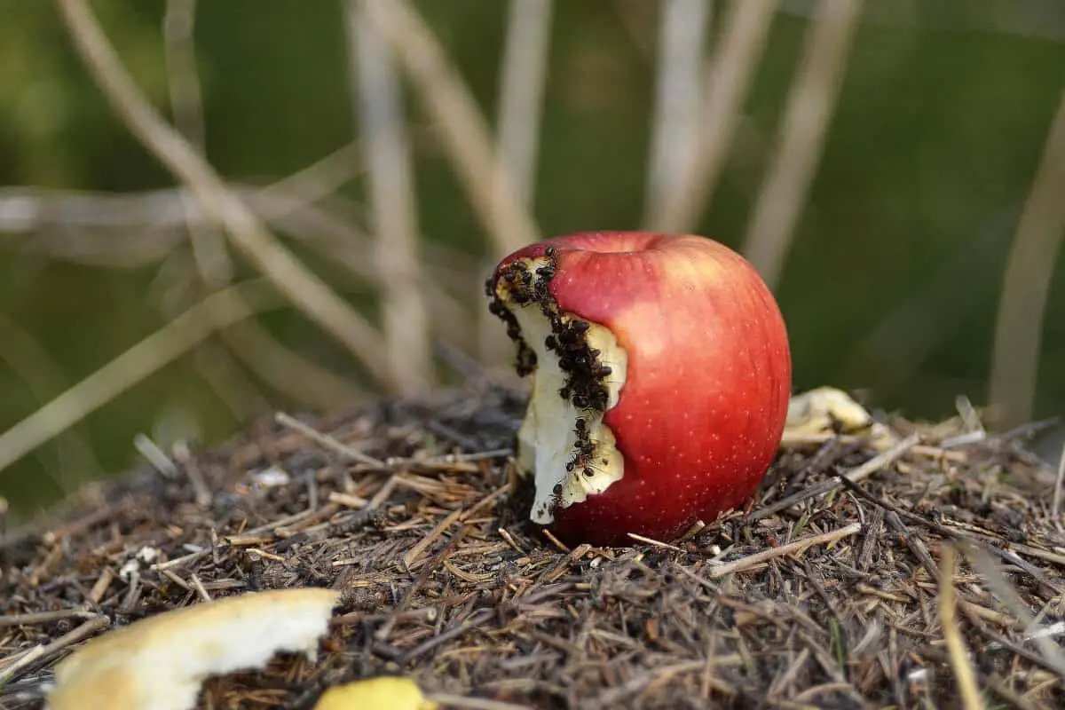 Ants Help Artichoke Plants Through Decomposition