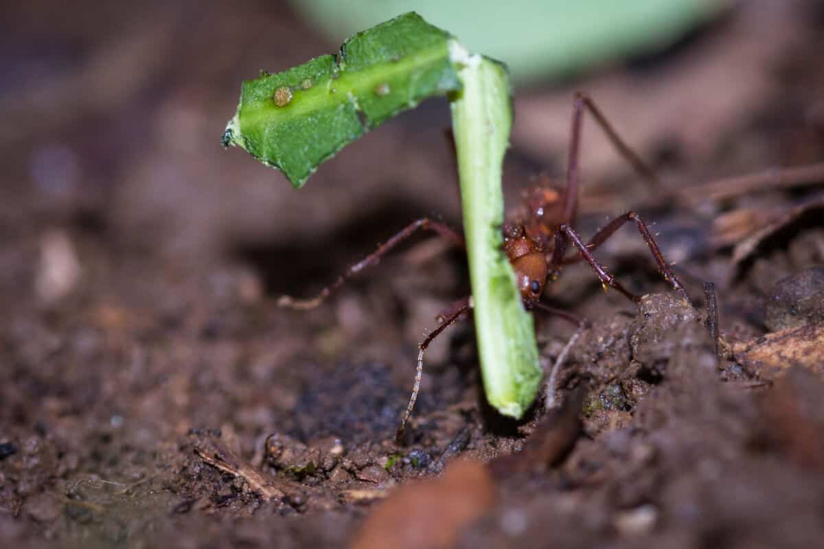Ants Help Bean Plants Decompose Waste