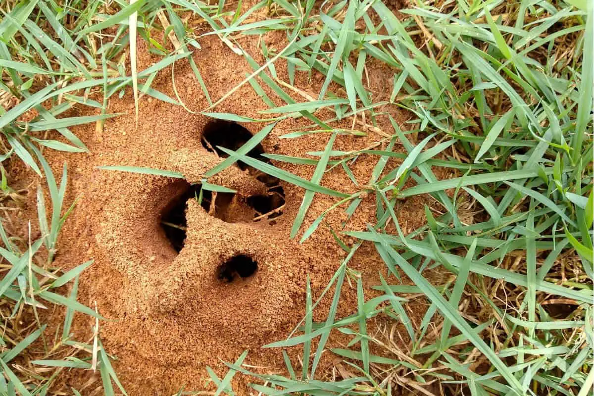 Ants Help Corn Plants by Aerating Soil