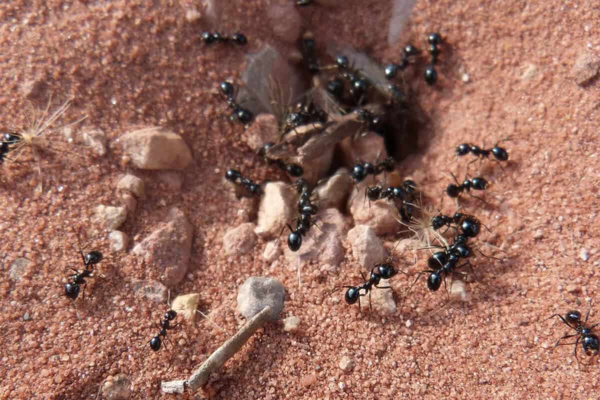 Ants Help Potato Plants bg Improving Soil