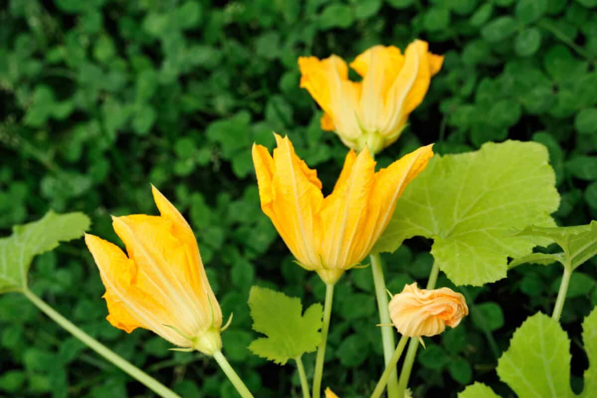 Ants Help Squash Plants Pollinate