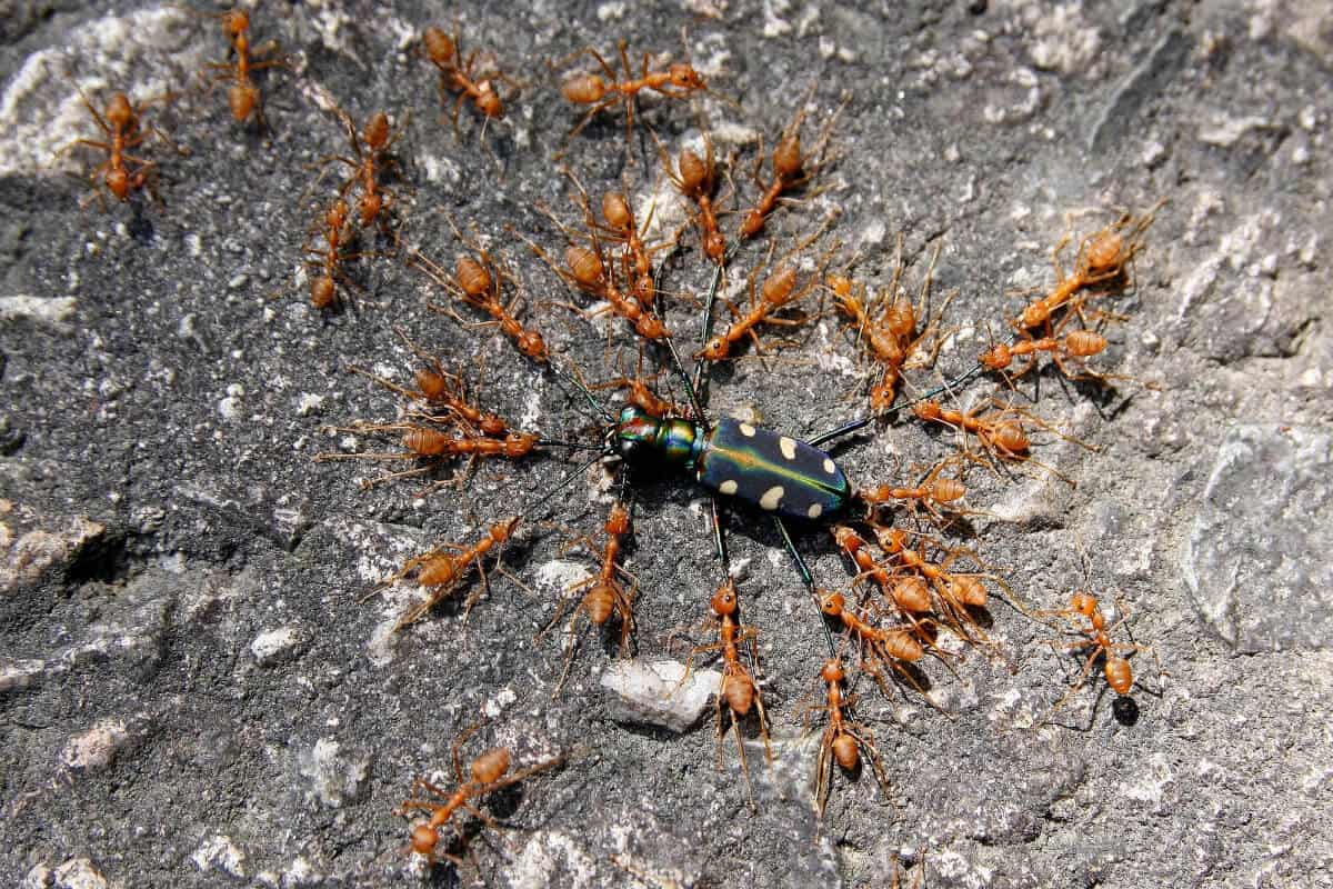 Ants Help Sunflower Plants Fight Off Predators