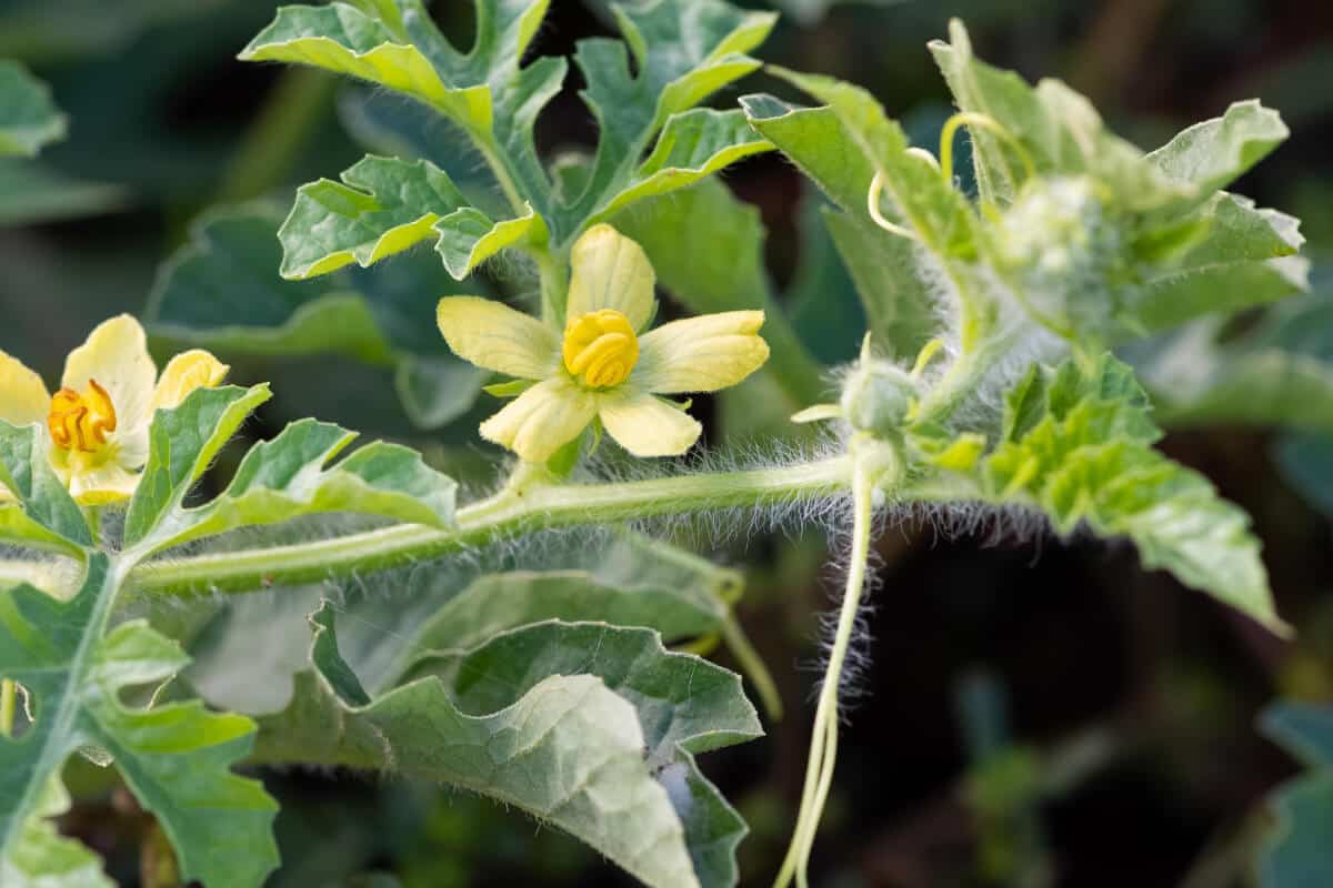 Ants Help Watermelon Plants Through Pollination