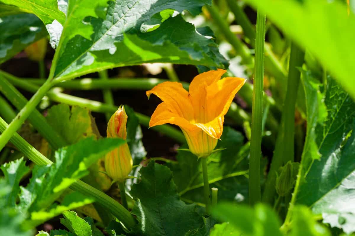 04 Ants Help Zucchini Plants Ants Can Pollinate 