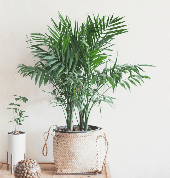 Areca Palm Best Indoor Plant