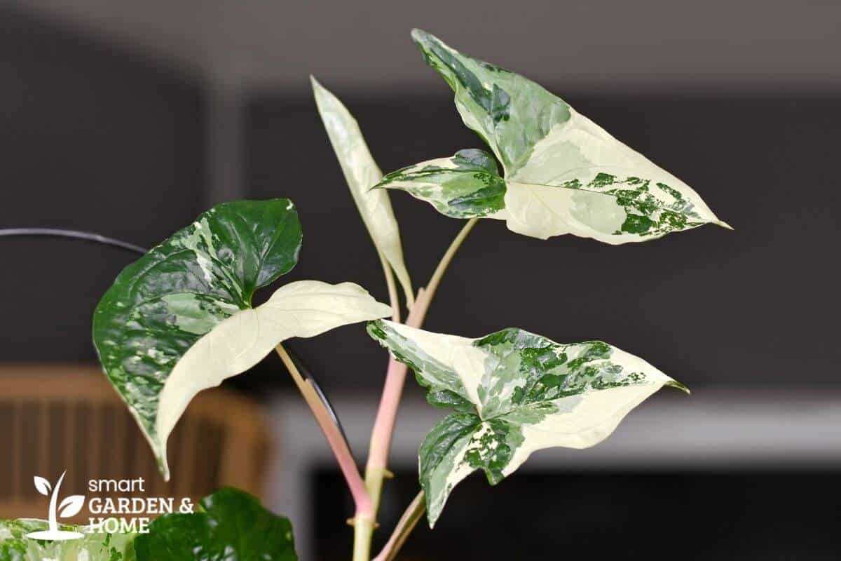 Arrowhead Plant