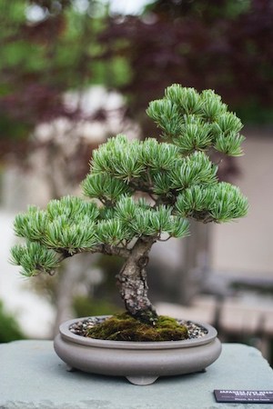 Bonsai Tree Most Common and Popular Houseplant