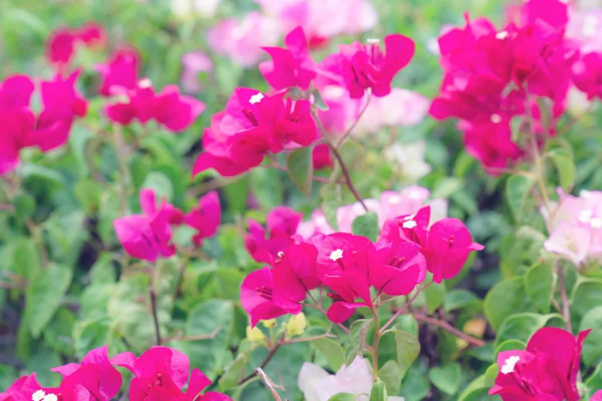 Bougainvillea