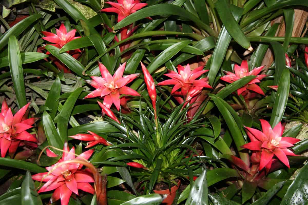 Bromeliads