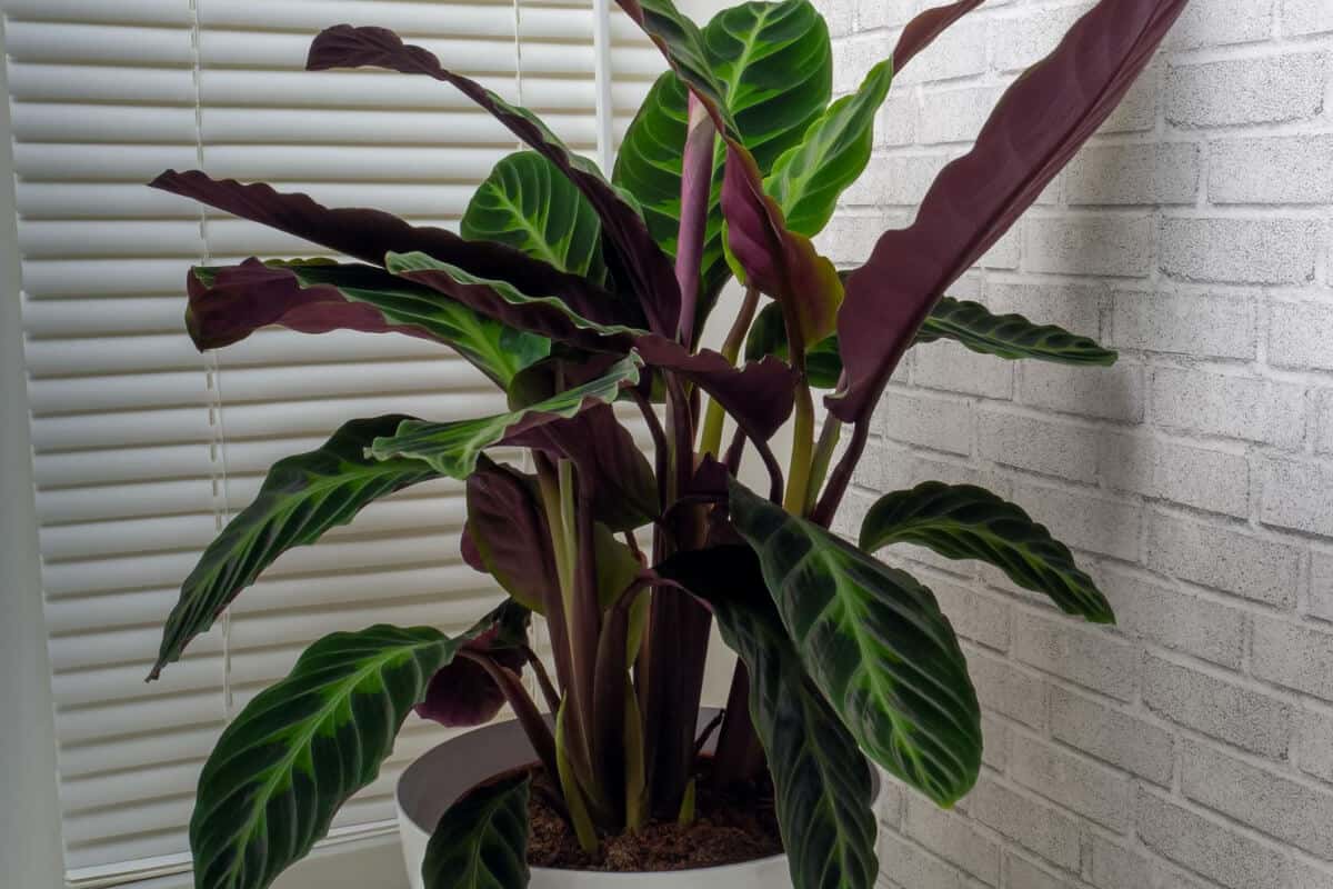 Calathea Jungle Velvet