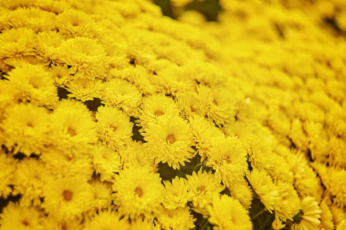 Chrysanthemum Plants