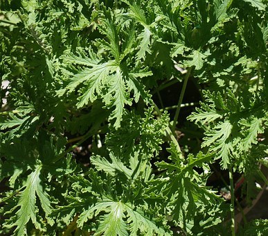 Citronella Plants That Repel Flies