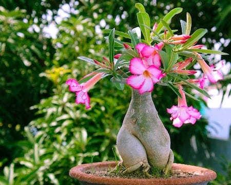 Desert Rose Cool and Unique Houseplant