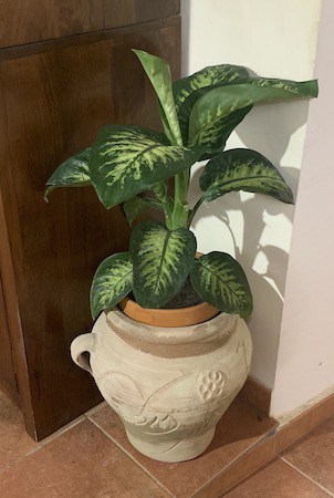 Dieffenbachia Dumb Cane Poisonous Houseplant