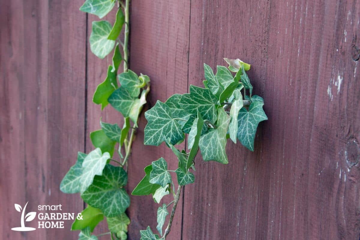 A green english ivy plant climbing along a wooden fence.