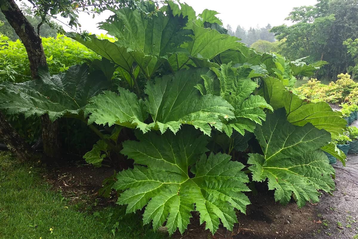 Giant Rhubarb