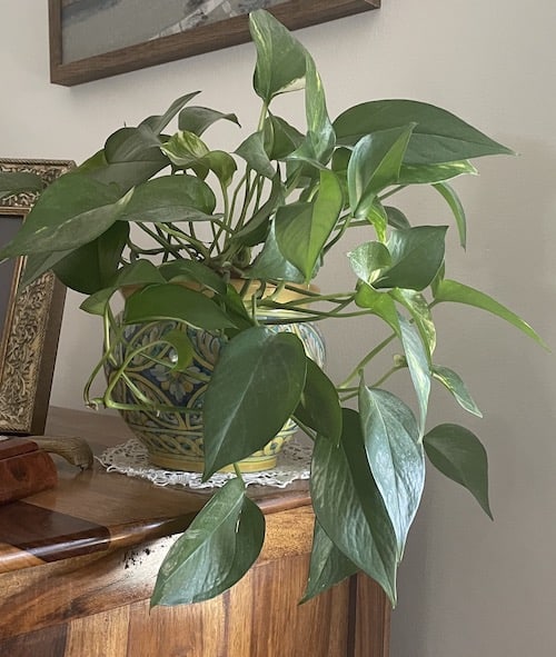 Golden Pothos Plant Indoor Climbing Plant