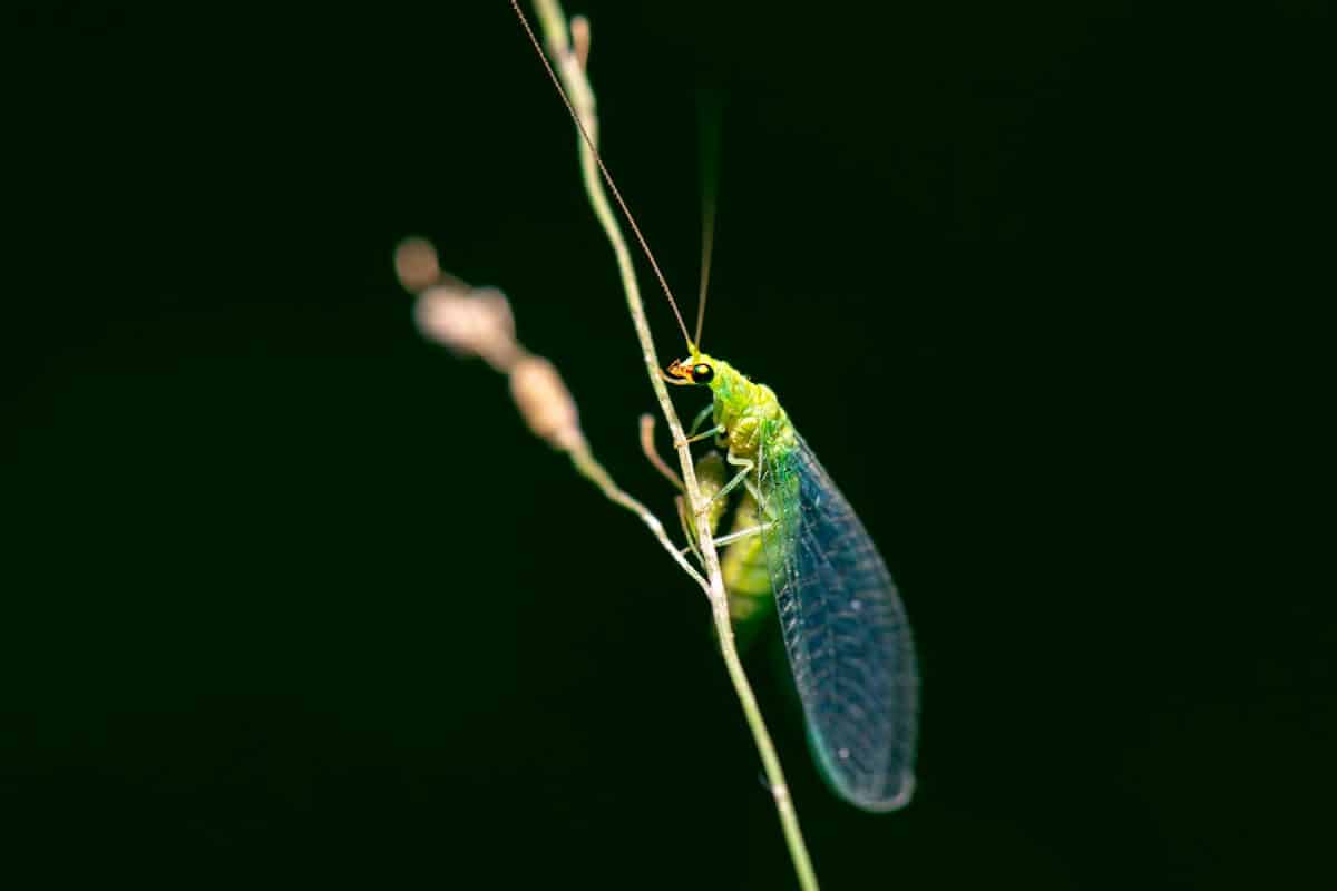 Green Lacewing