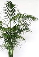 Kentia Palm