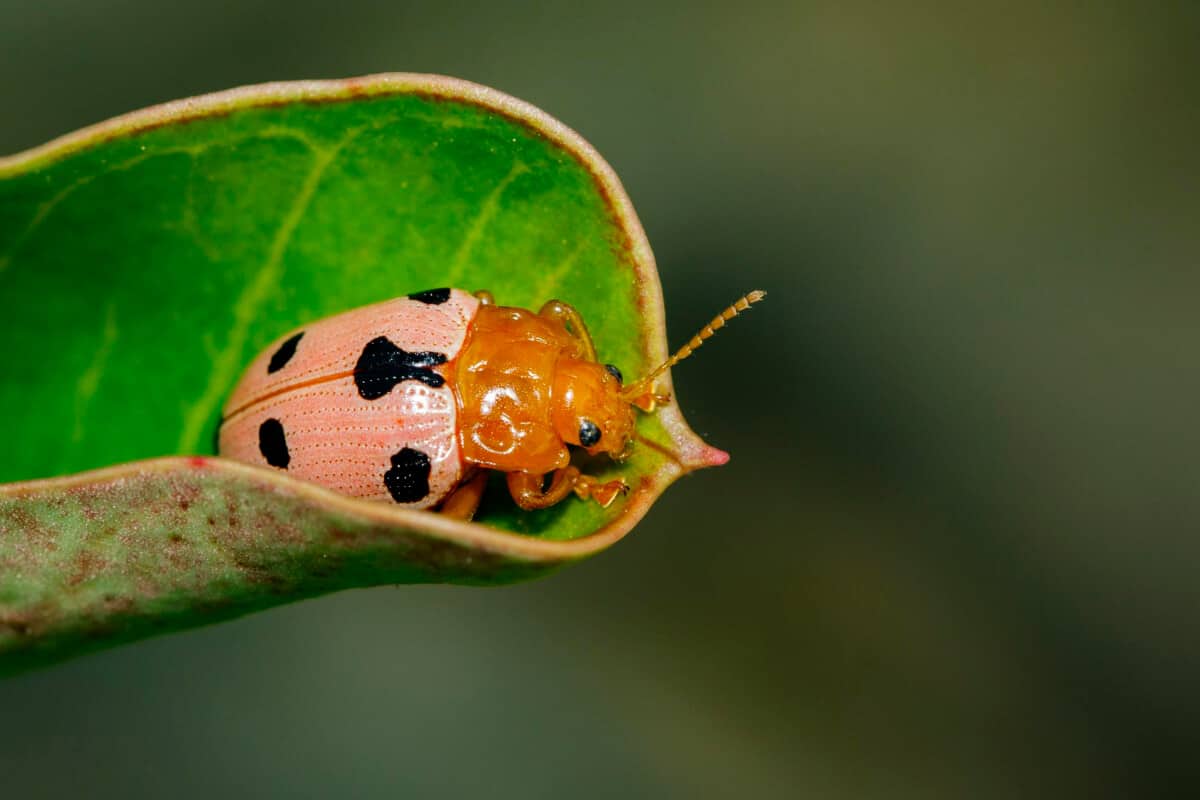 Ladybugs Colors Deterrent to Predators