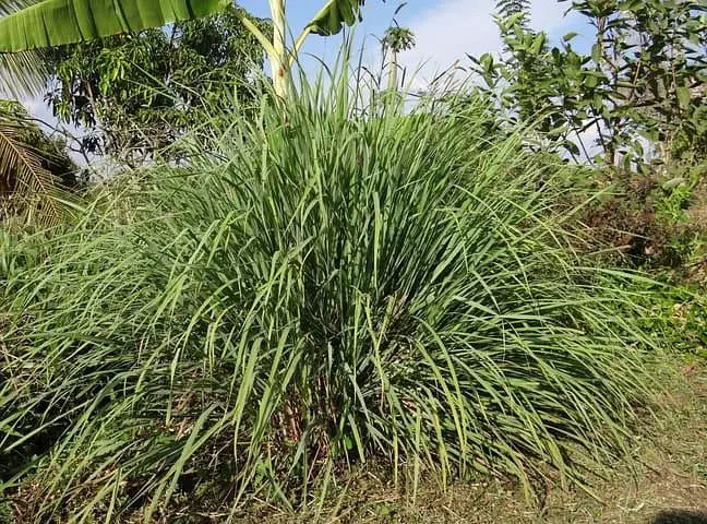 Lemongrass Cybopogon Outdoor Plants That Repel Mosquitoes