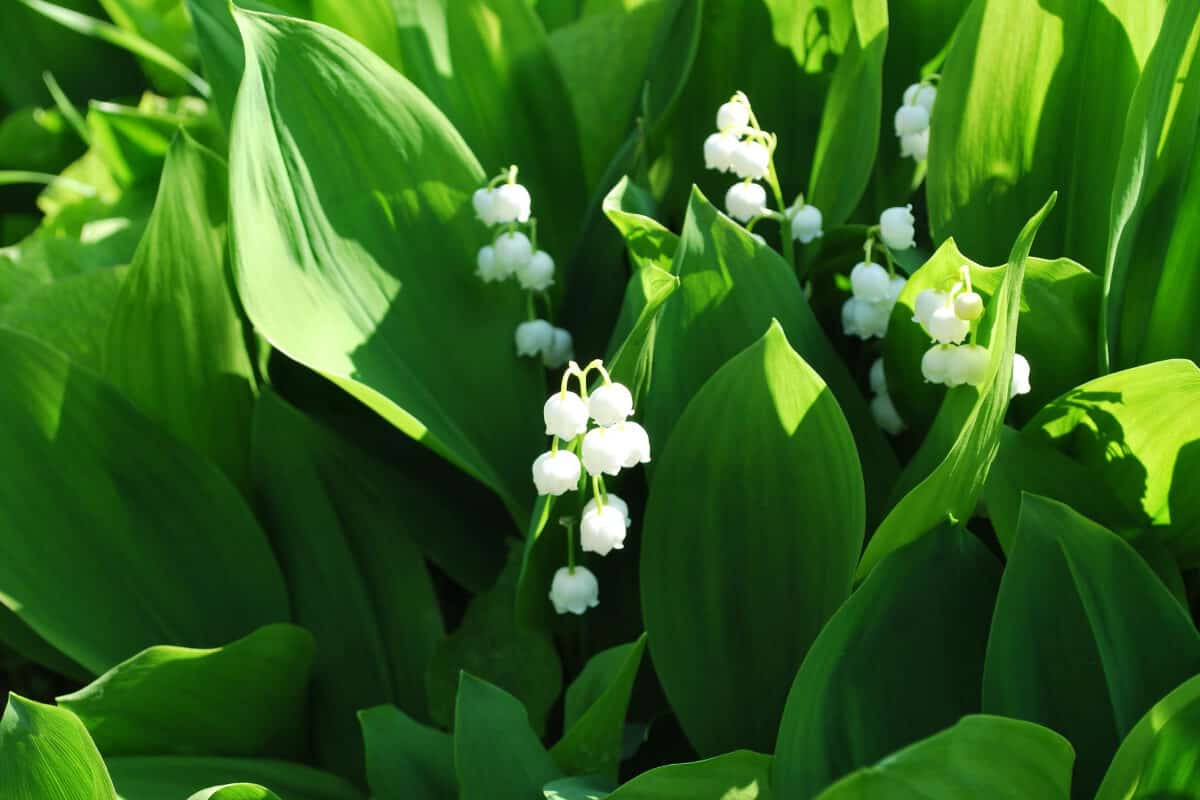 Lily of the Valley