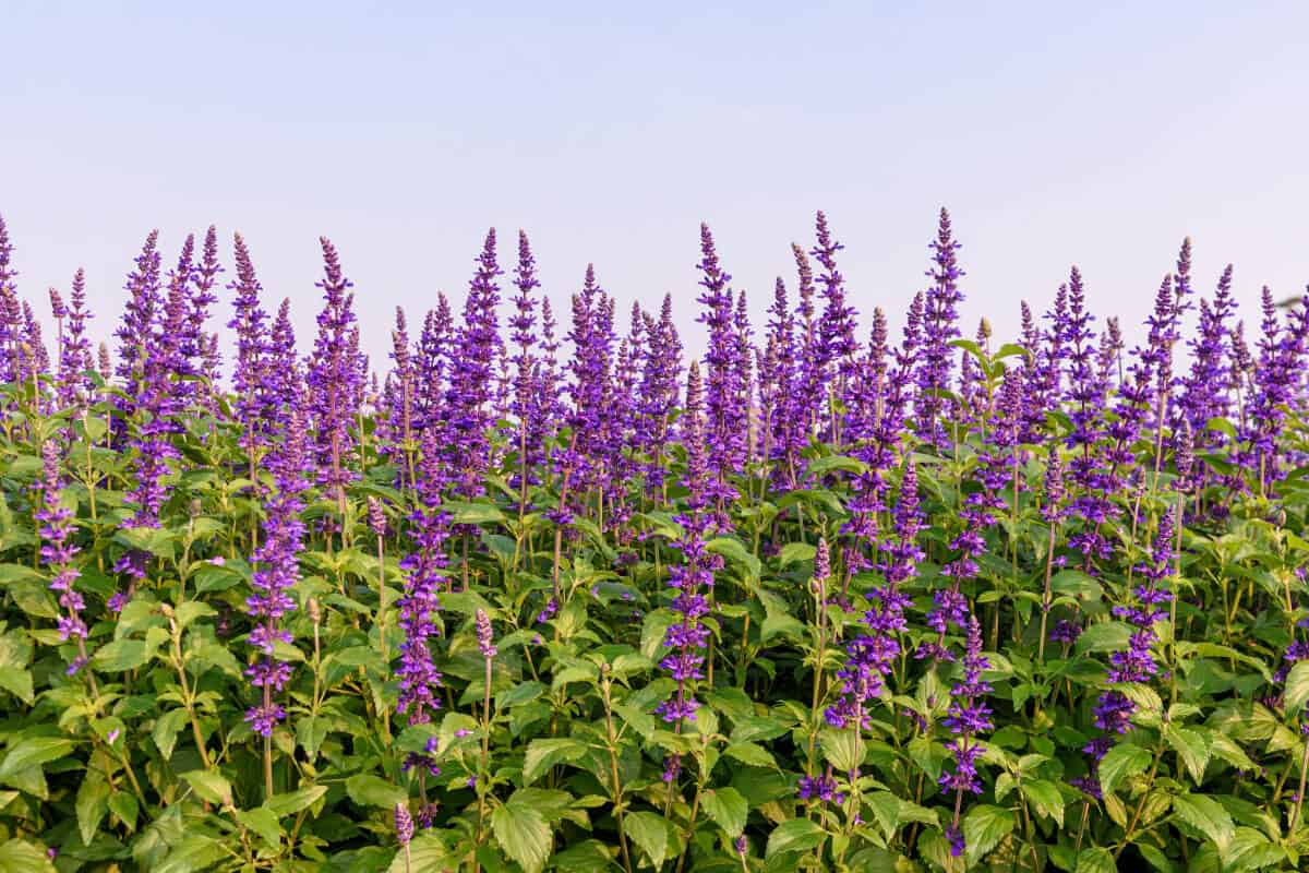 May Night Sage