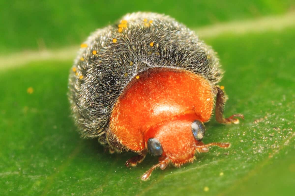 Mealybug Destroyer