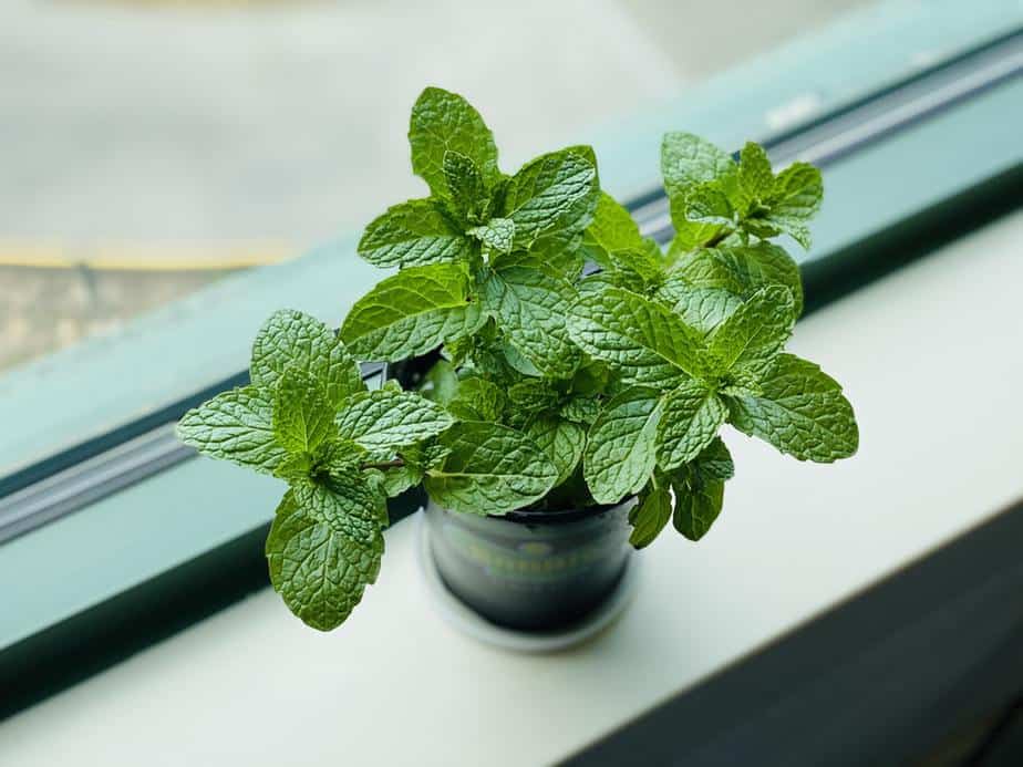 Mint Indoor Plants that Repel Mosquitoes