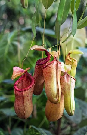 Monkey Cup Carnivorous Houseplant