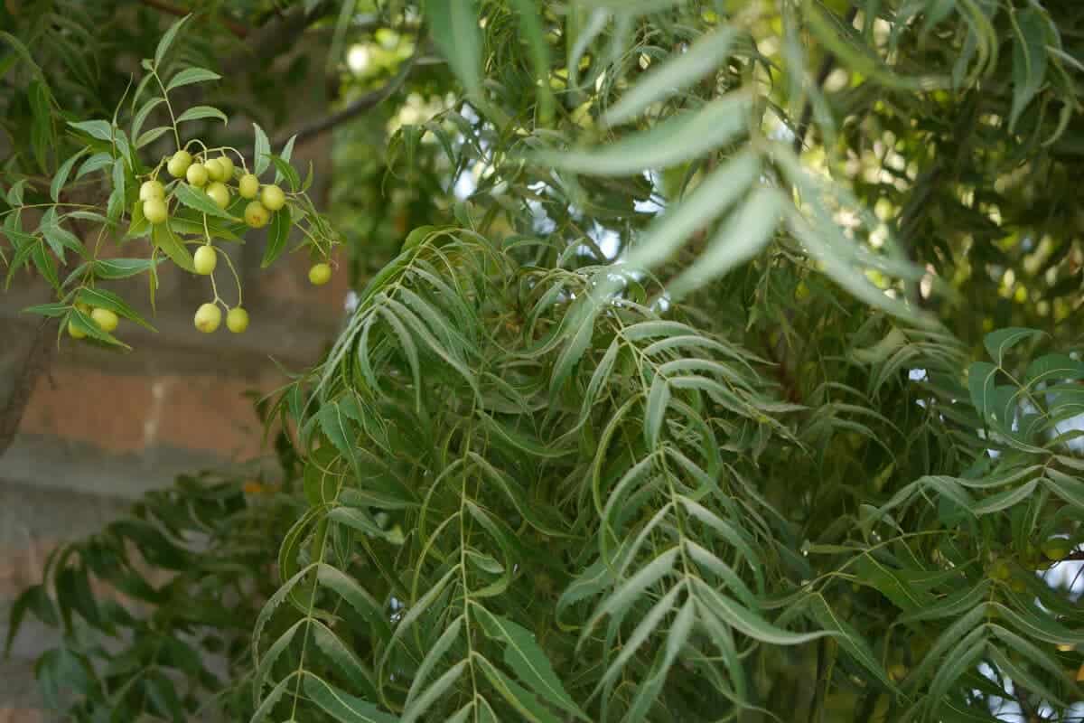 Neem Tree