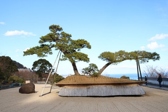 Red Pine Bonsai Tree