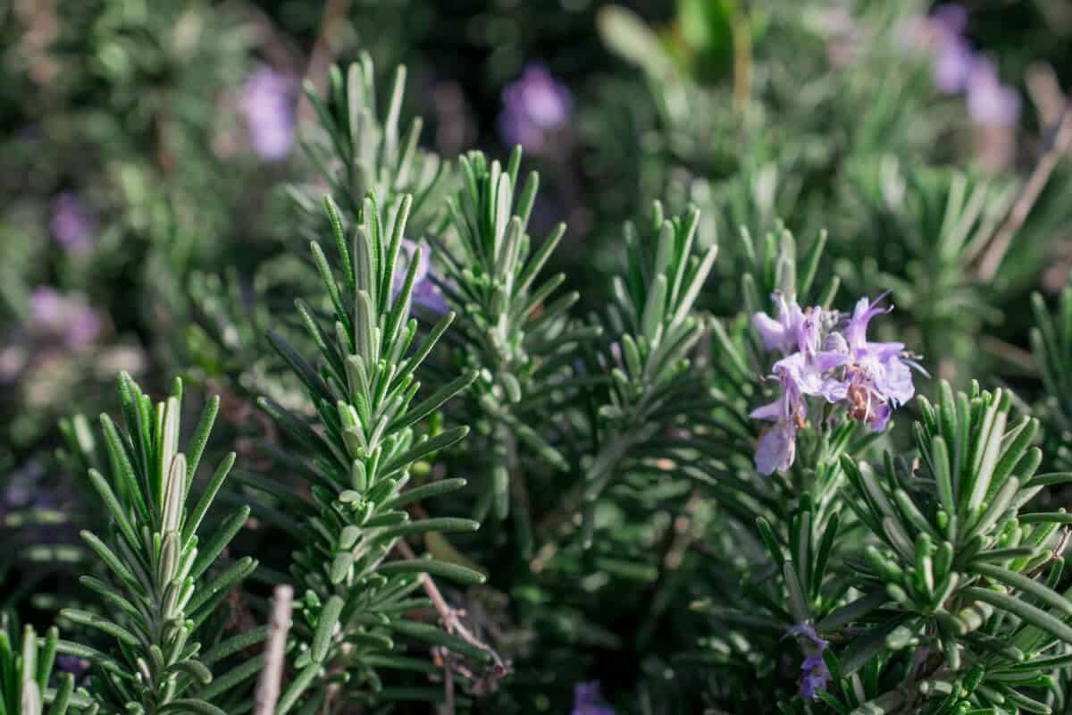 Rosemary