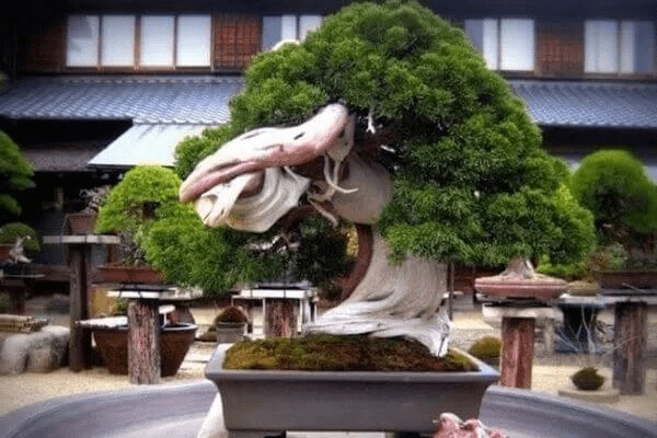 ShunkaEn - Most Expensive Bonsai Tree