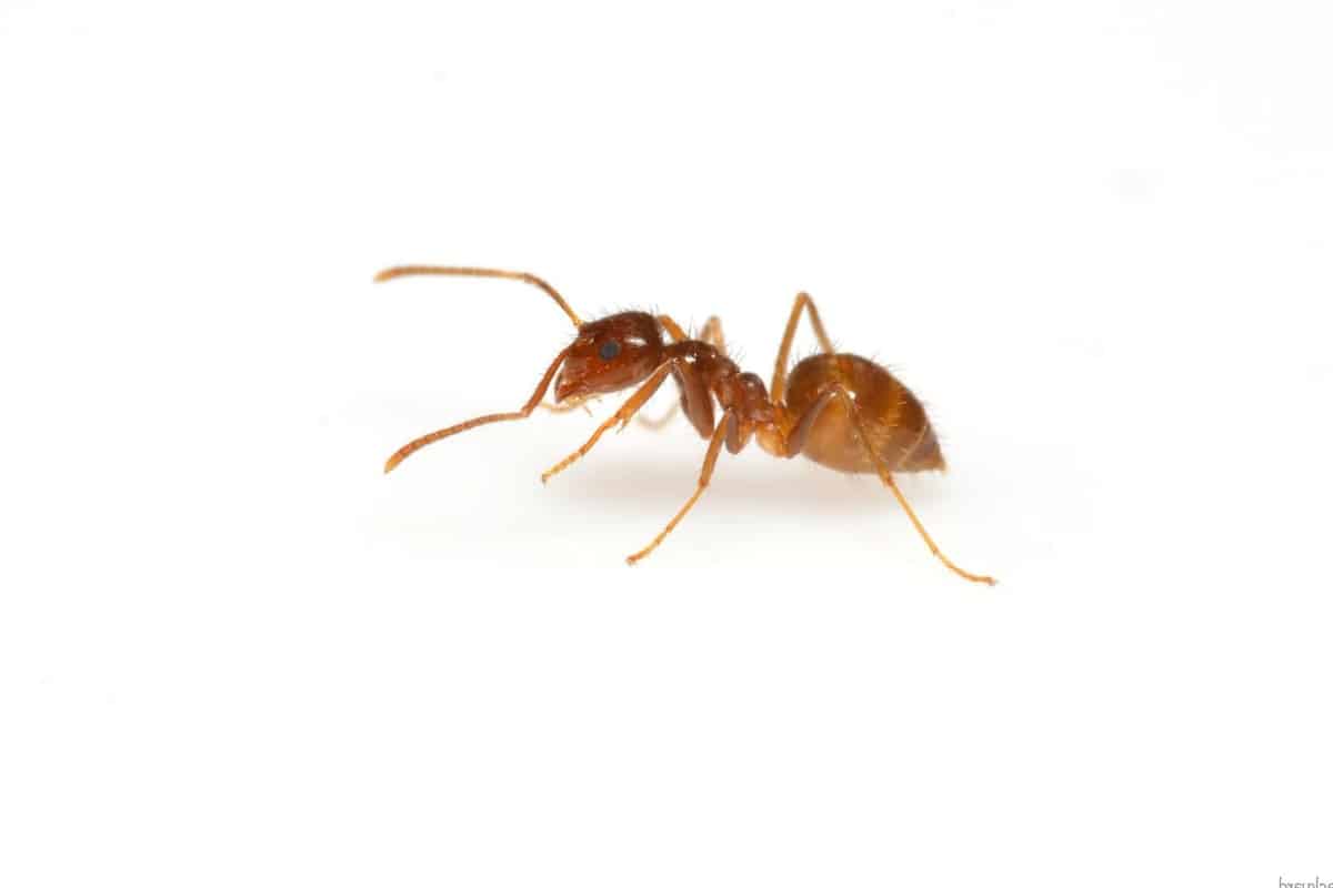 Tawny Crazy Ant