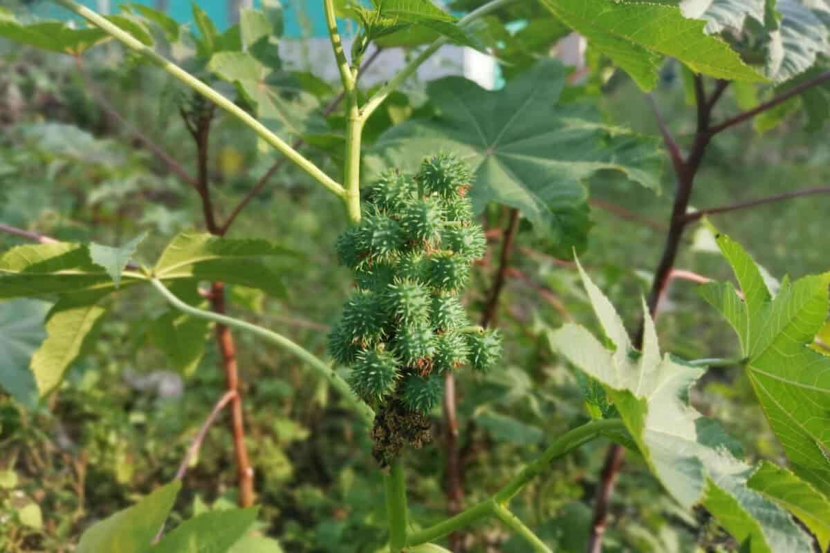 The Castor Bean