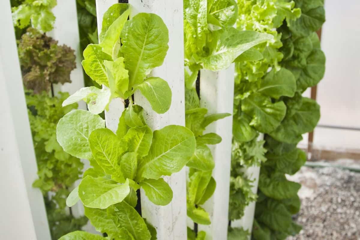 What Hydroponic System Works - Aeroponics