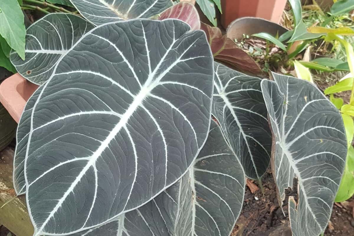 Alocasia Black Velvet