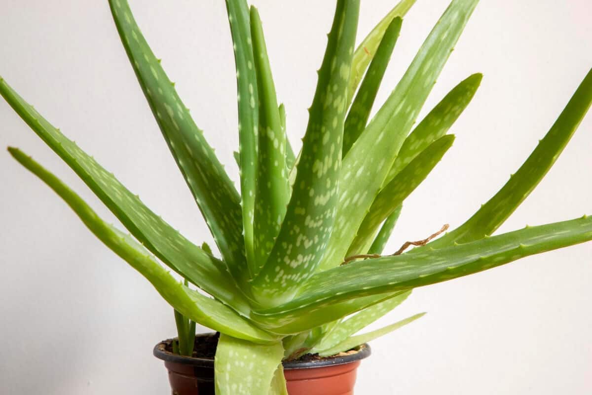 Aloe Vera