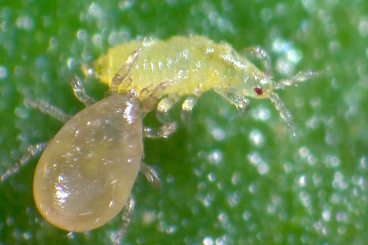 Cucumeris Mite