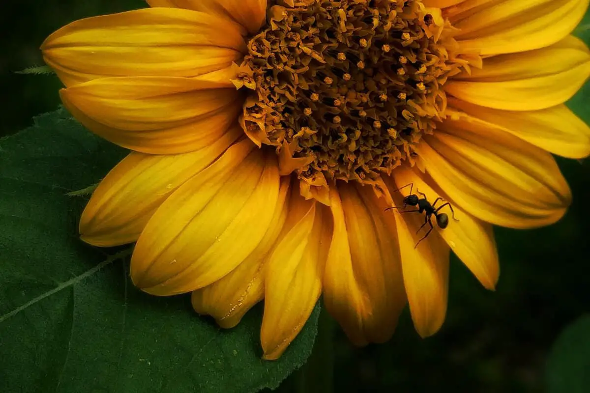 Ants Help Sunflower Plants Germinate