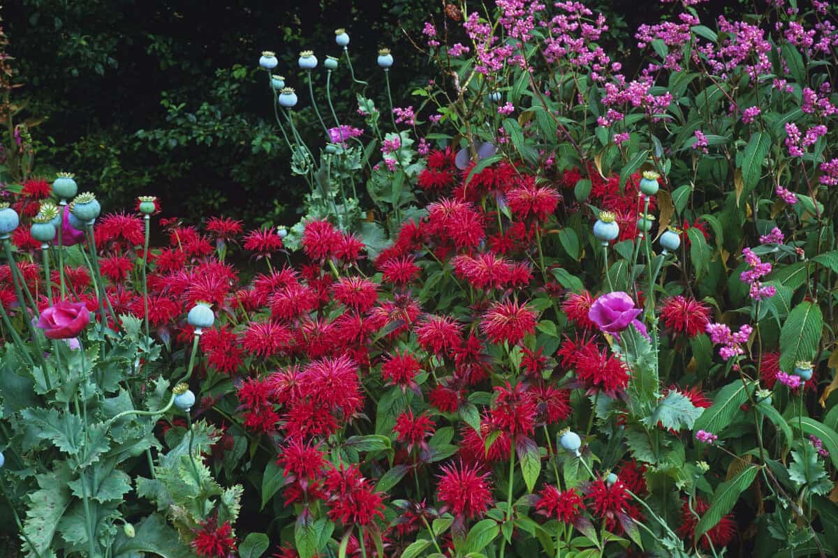 Bee Balm