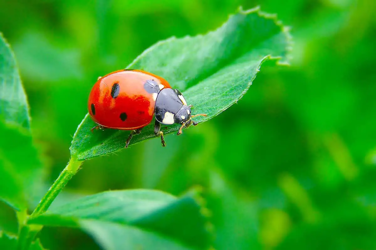 Beneficial Insects as Organic Pest Control Method