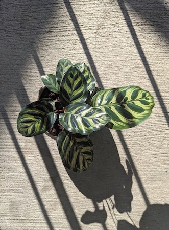 Calathea Plant Most Common and Popular Houseplant