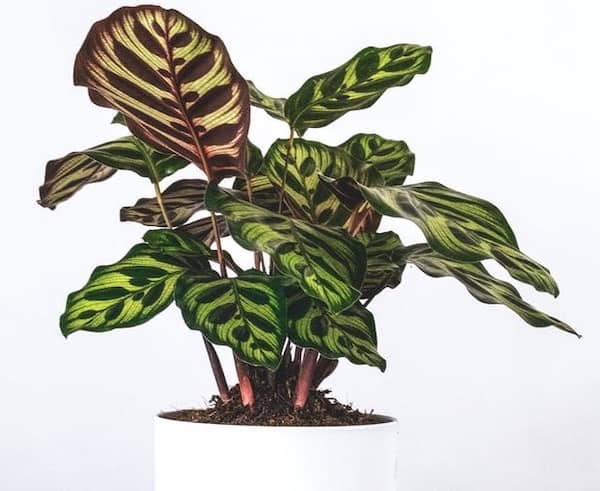 Calathea Plant Small Houseplant