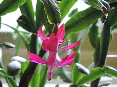 Christmas Cactus Colorful Houseplant